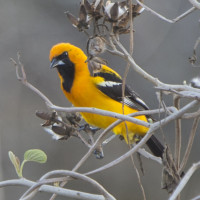 Orange Oriole